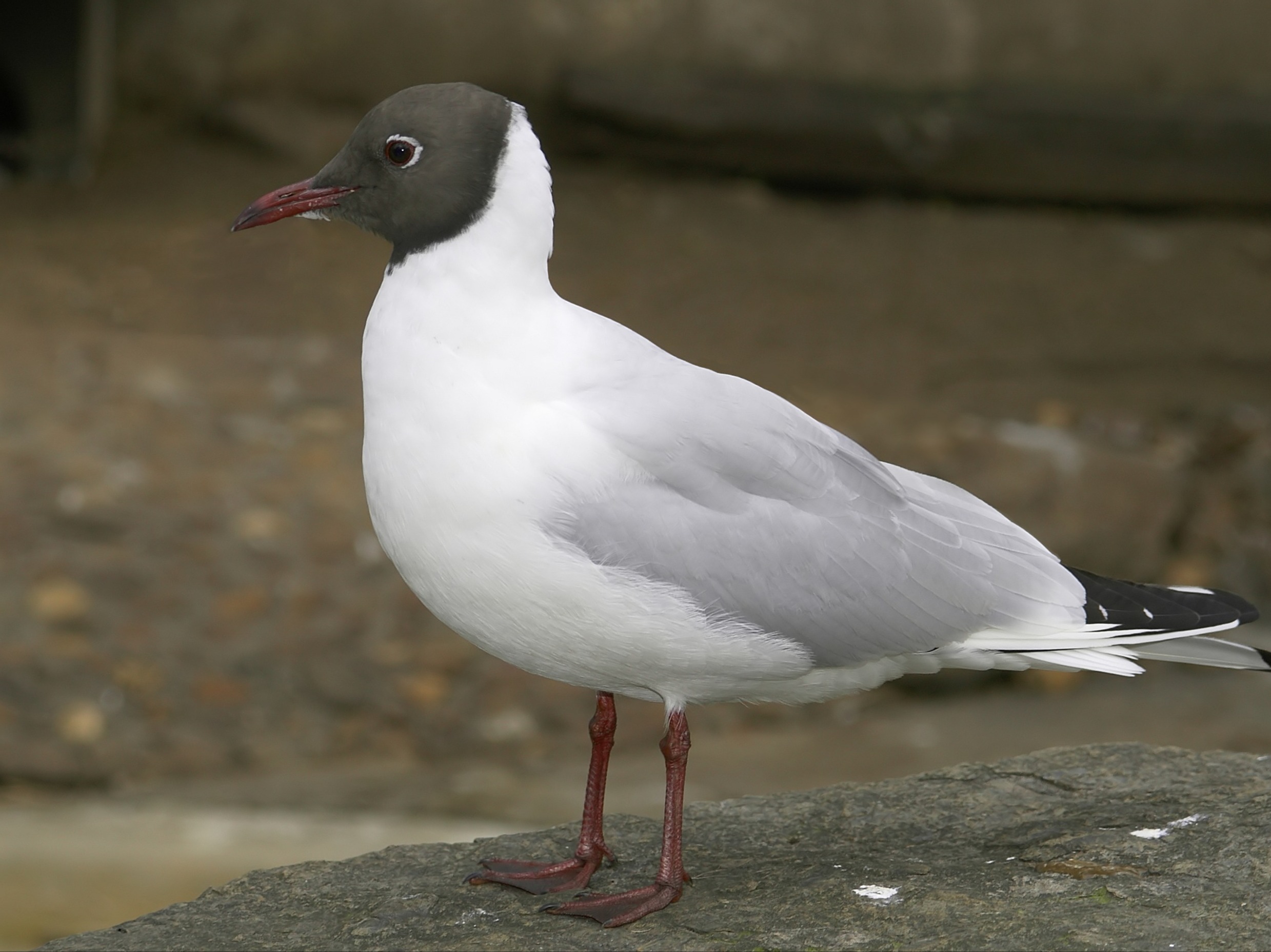 Hættemåge