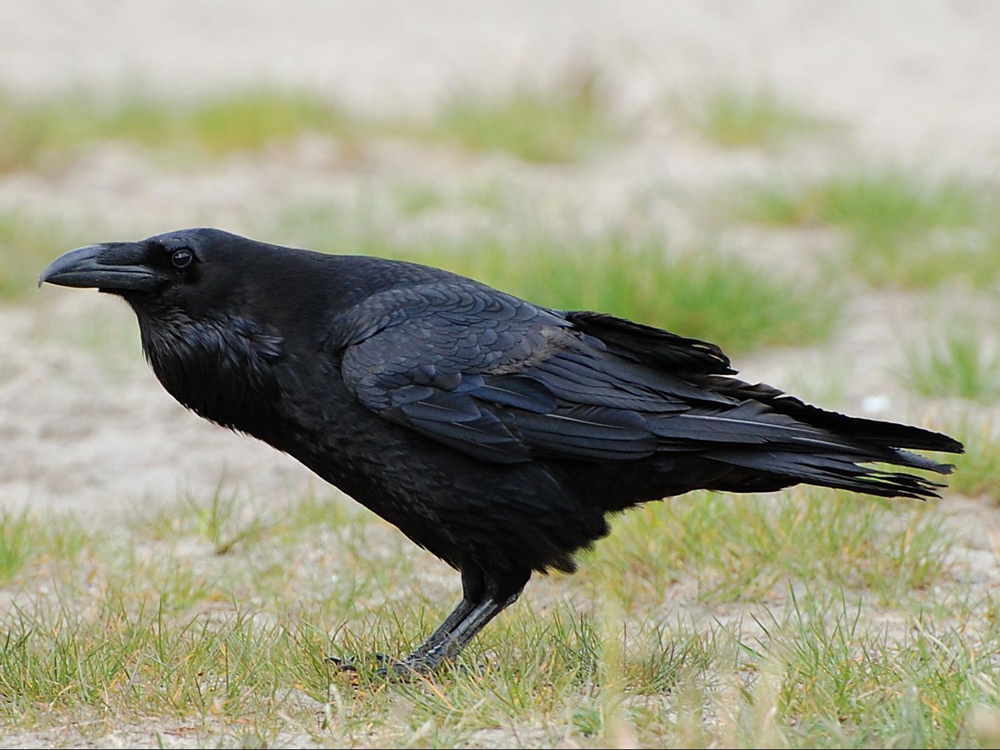 Ravn