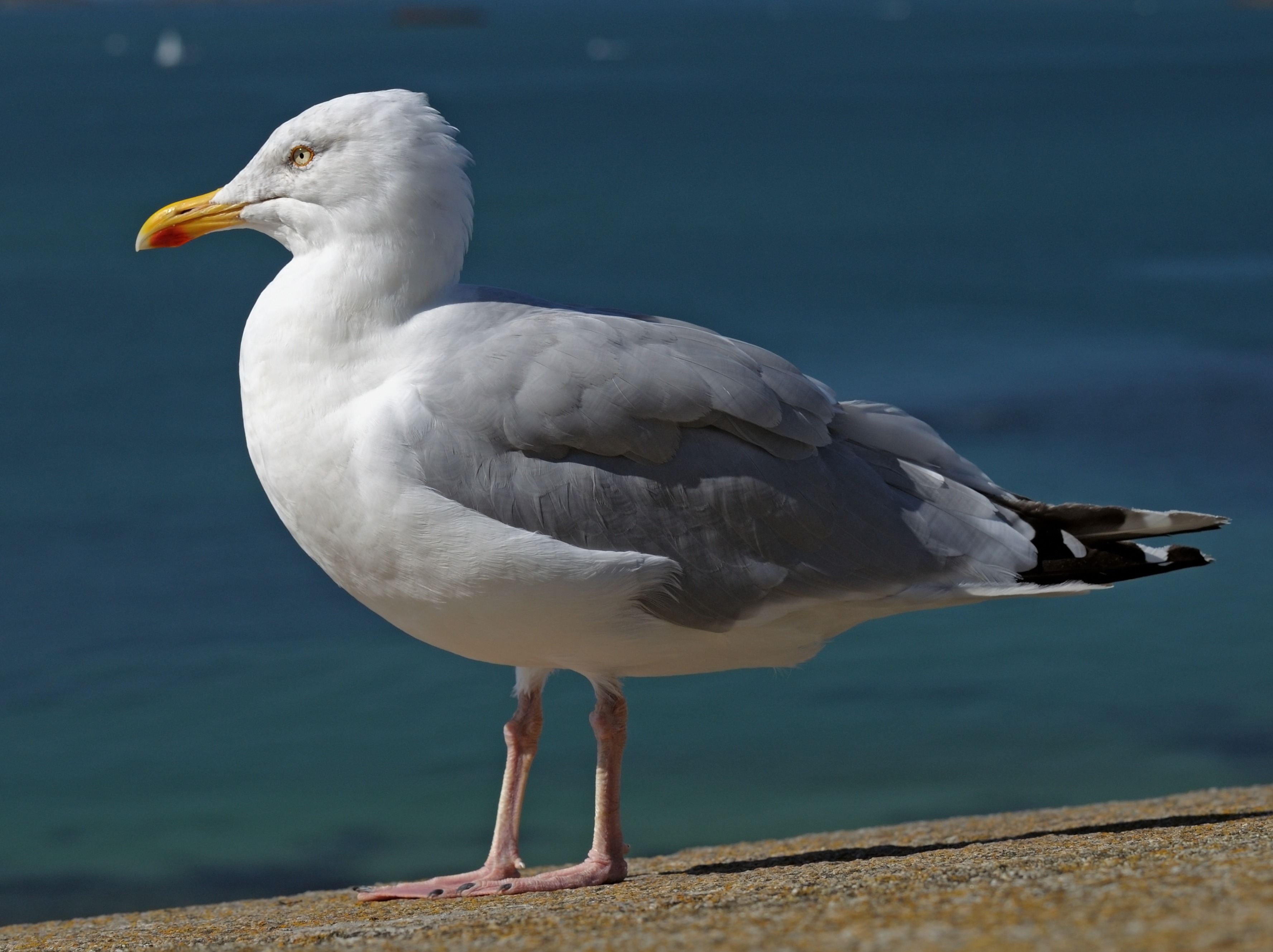 Sølvmåge
