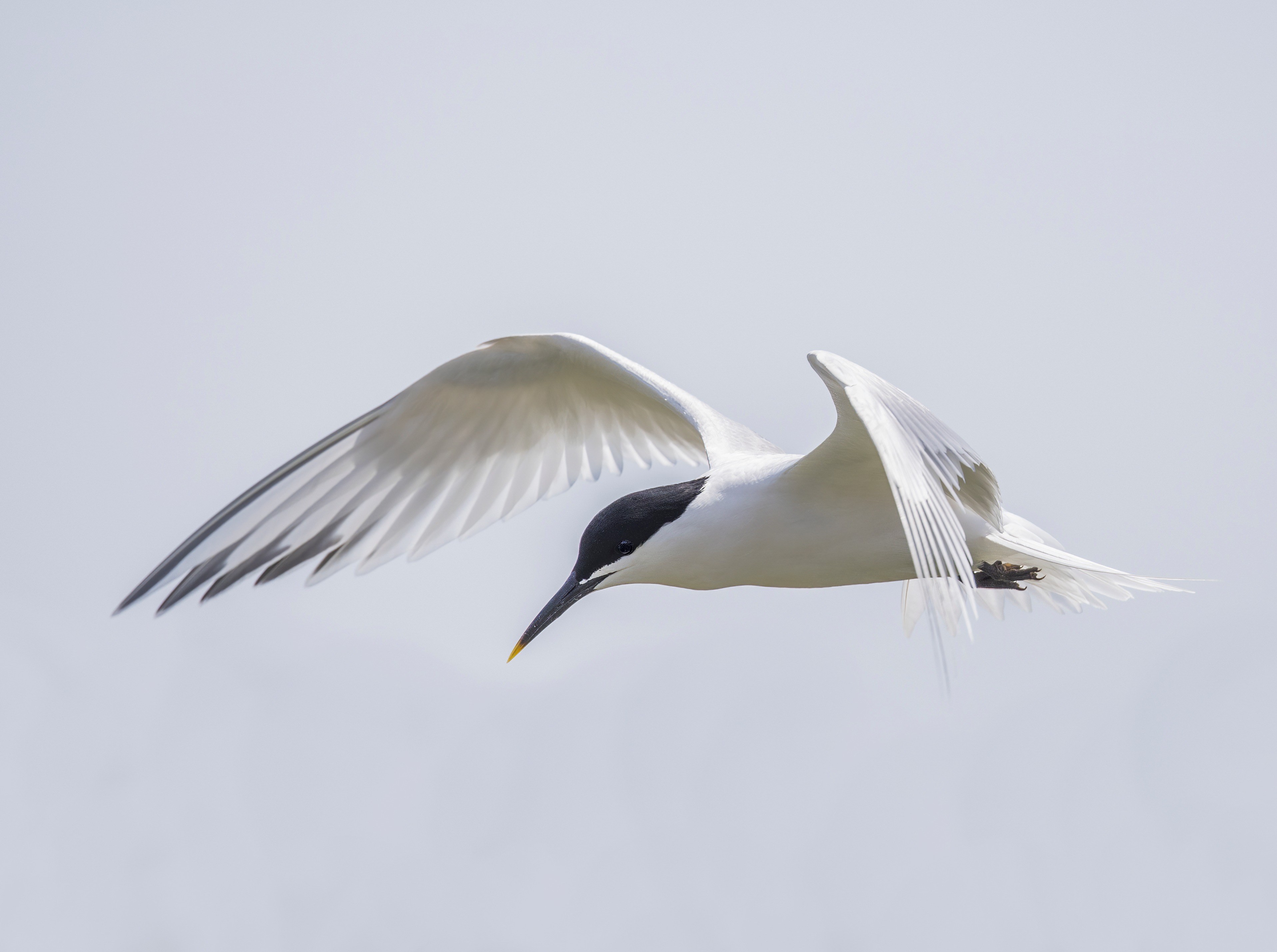 Splitterne